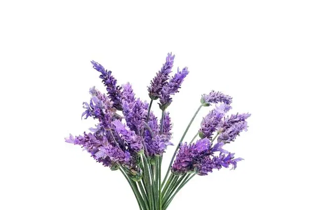 Lavendar